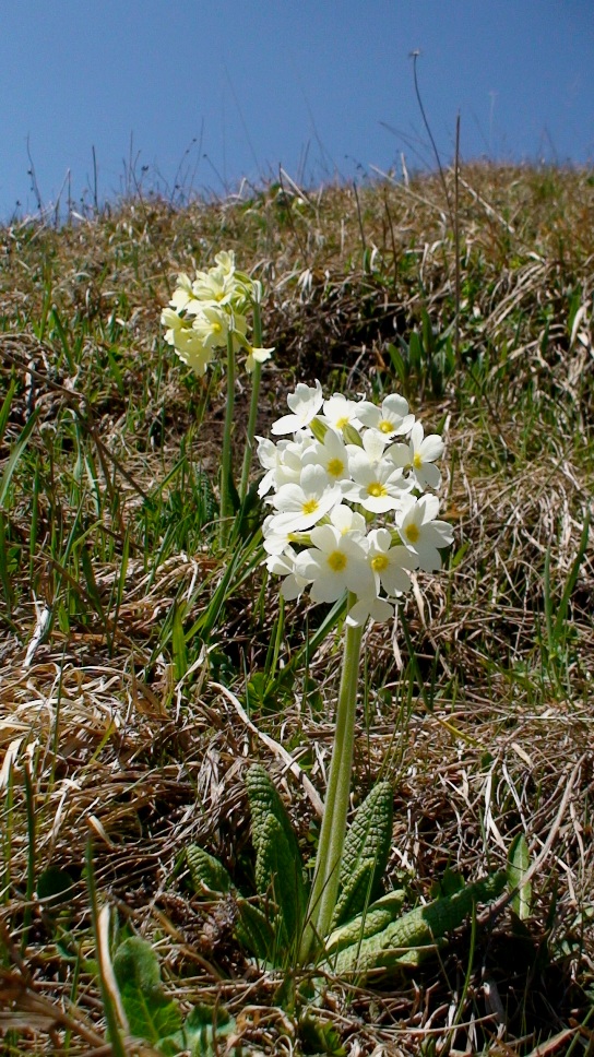 Изображение особи Primula pallasii.