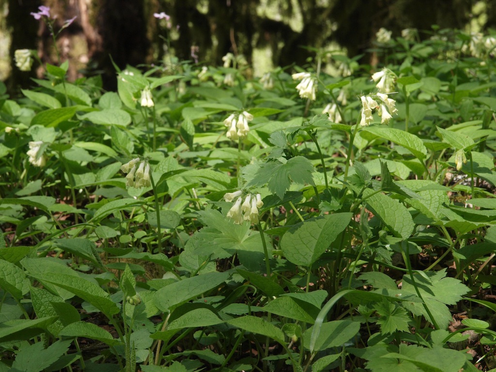 Image of Symphytum grandiflorum specimen.