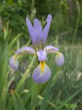 genus Iris