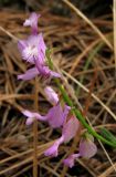 Polygala major. Соцветие. Крым, южный берег, окр. Алупки, сосновый лес. 2 июня 2012 г.