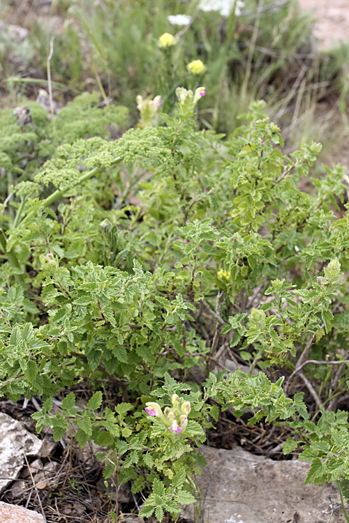 Image of Scutellaria adsurgens specimen.