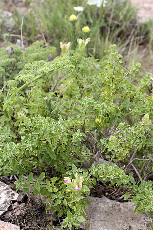 Изображение особи Scutellaria adsurgens.