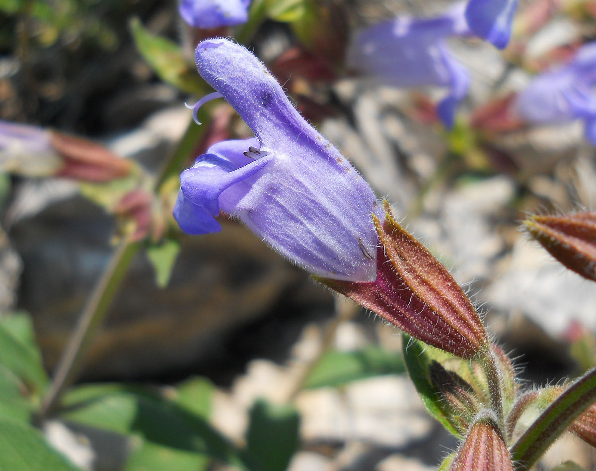 Изображение особи Salvia tomentosa.