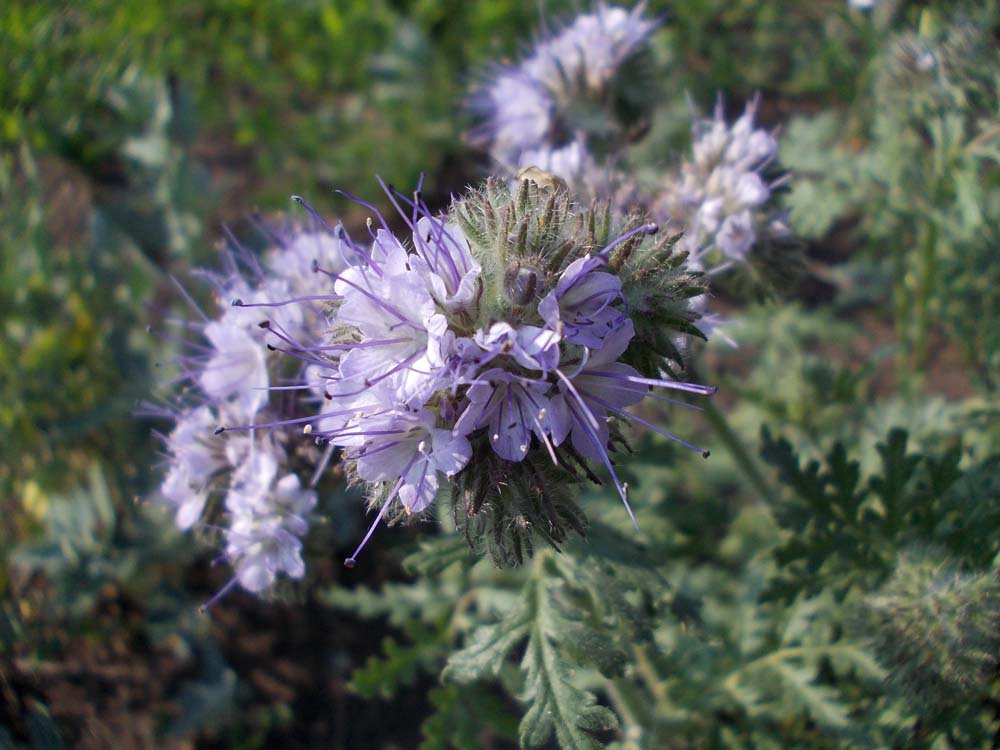 Image of Phacelia tanacetifolia specimen.