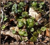 Glechoma hederacea