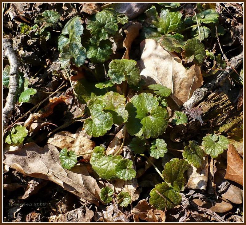 Изображение особи Glechoma hederacea.