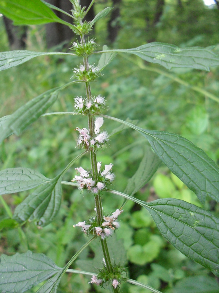 Изображение особи Leonurus quinquelobatus.