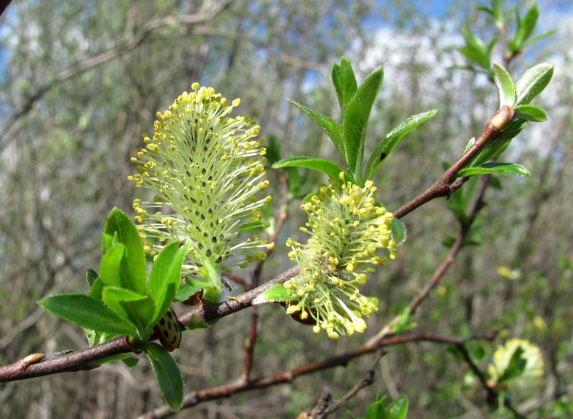 Изображение особи Salix borealis.