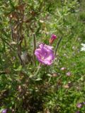 Epilobium hirsutum