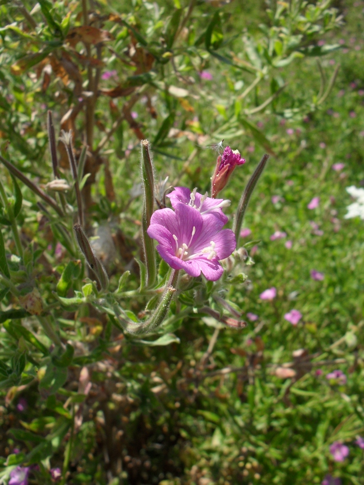 Изображение особи Epilobium hirsutum.