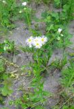 Erigeron strigosus