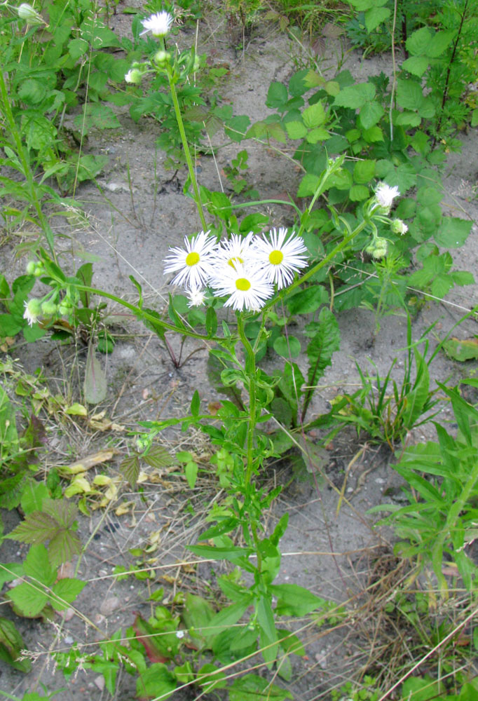 Image of Erigeron strigosus specimen.