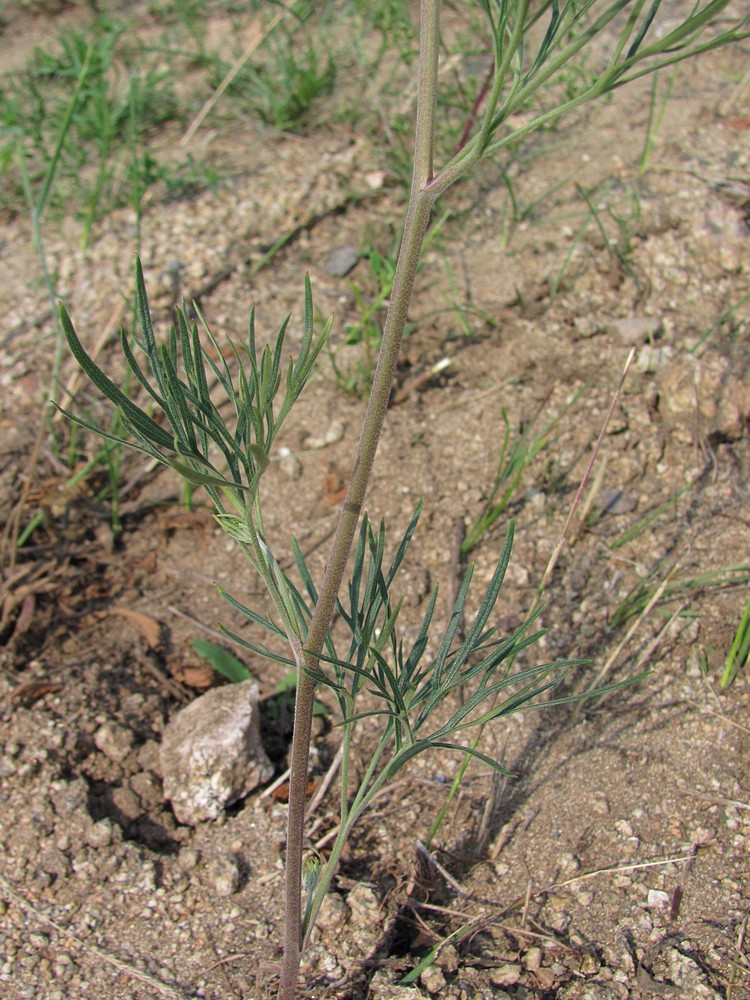 Image of Delphinium grandiflorum specimen.