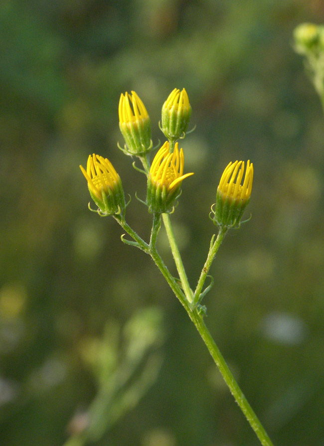 Изображение особи Senecio grandidentatus.