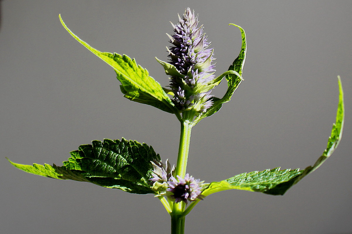 Image of Agastache rugosa specimen.