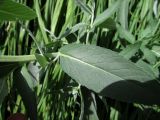 Mentha longifolia. Часть побега. Испания, автономия Арагон, провинция Уэска, горный массив Пиренеи, долина Бухаруэло (Valle de Bujaruelo), склон пика Себольяр, выход грунтовых вод, 1700 м н.у.м. 18 августа 2012 г.
