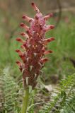 Pedicularis alberti