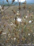 Centaurea diffusa. Соцветие. Крым, Байдарская долина, окр. пос. Орлиное. 1 сентября 2012 г.