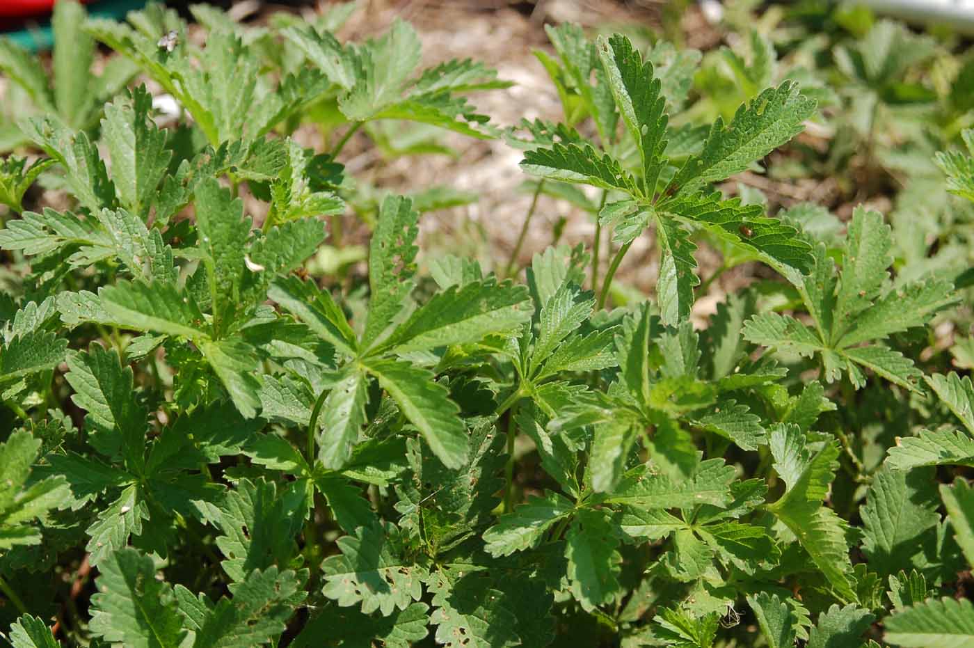 Изображение особи Potentilla reptans.