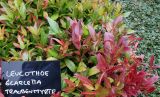 Leucothoe fontanesiana