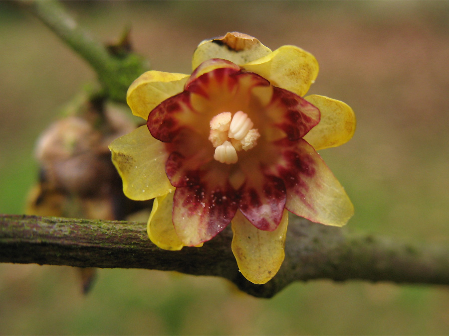 Image of Chimonanthus praecox specimen.