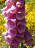 Digitalis purpurea