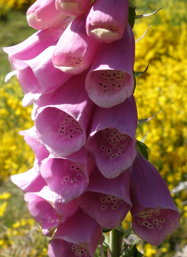 Изображение особи Digitalis purpurea.