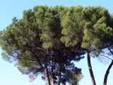 Pinus pinea. Кроны взрослых деревьев. Португалия, округ Сантарен, муниципалитет Оурен, район Фатима, парк возле святилища Фатимы. 16.07.2012.