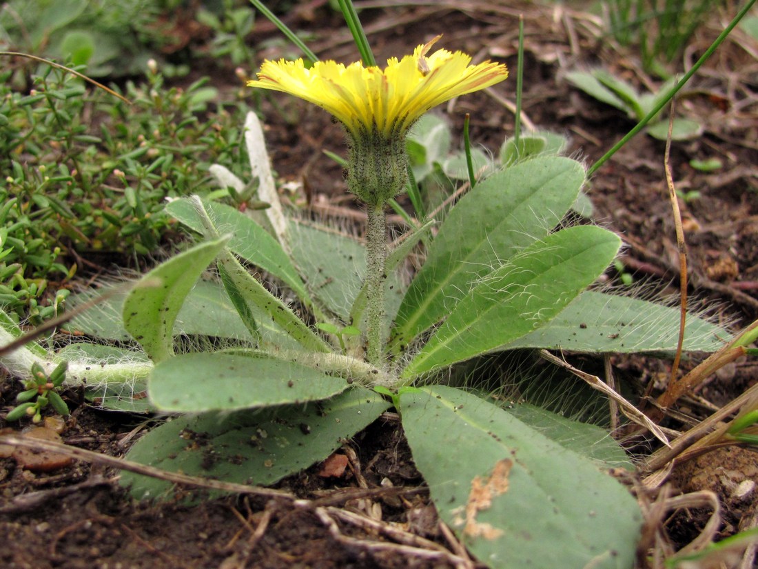 Изображение особи Pilosella officinarum.