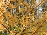 Larix sibirica