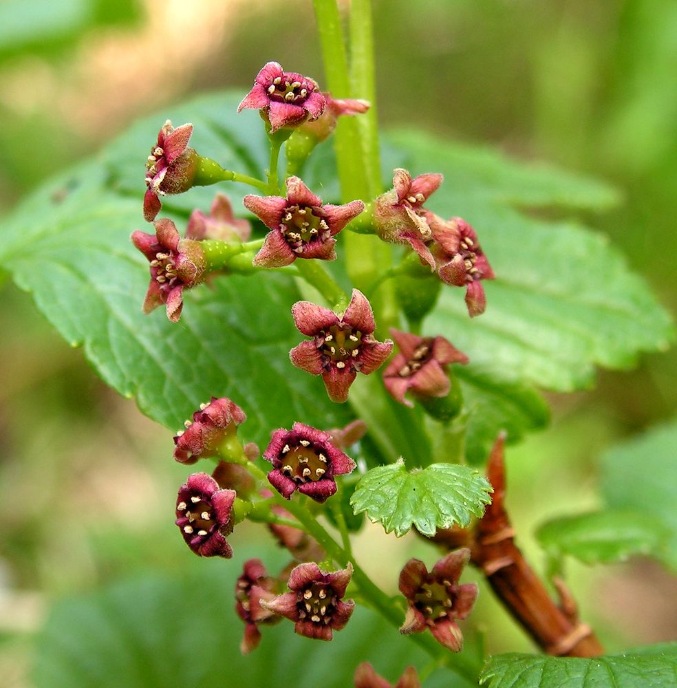 Image of Ribes procumbens specimen.