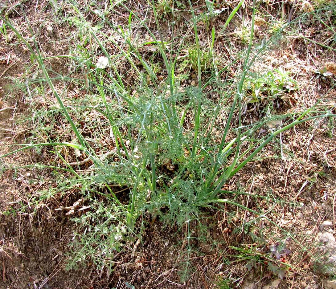 Image of Foeniculum vulgare specimen.