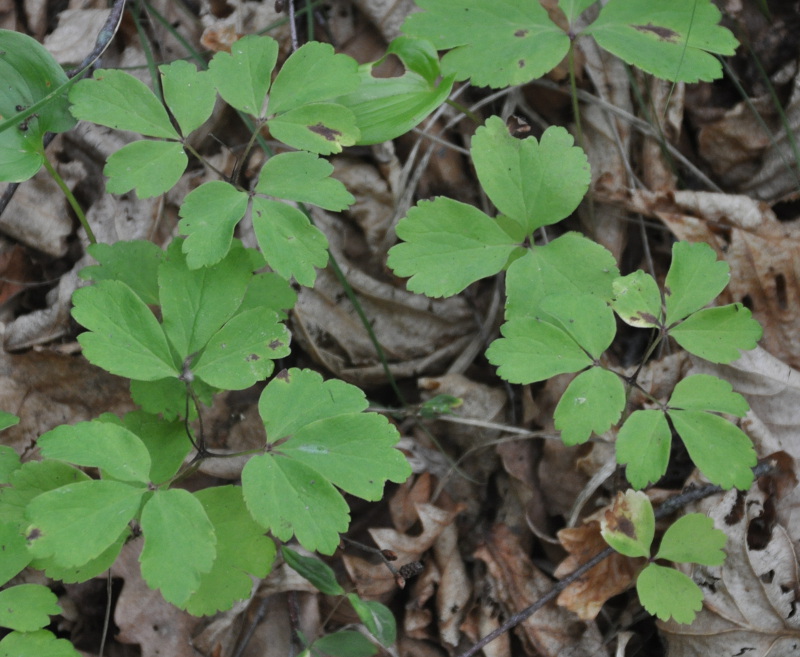 Изображение особи Anemone udensis.