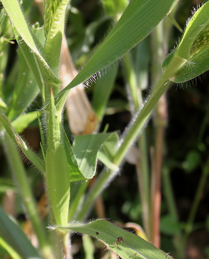 Изображение особи Panicum virgatum.