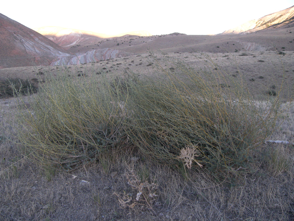 Image of Bassia prostrata specimen.