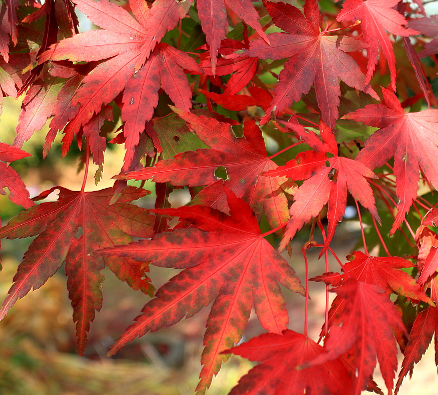 Image of Acer palmatum specimen.