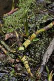 Calla palustris. Корневище, вынесенное водой на ступень искусственного водопада. Санкт-Петербург, Старый Петергоф, парк \"Сергиевка\". 10.05.2009.