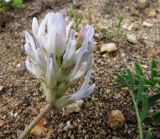 Astragalus austrosibiricus