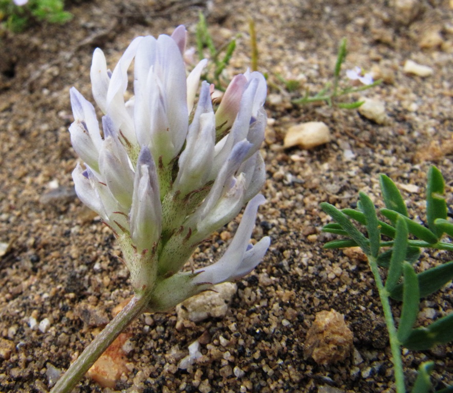 Изображение особи Astragalus austrosibiricus.