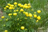 Trollius europaeus. Верхушка цветущего растения. Ленинградская обл., Ломоносовский р-н, долина р. Шингарка, влажный луг. 26.05.2012.