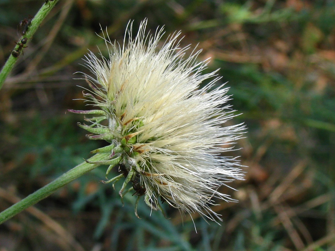 Image of Jurinea pseudocyanoides specimen.