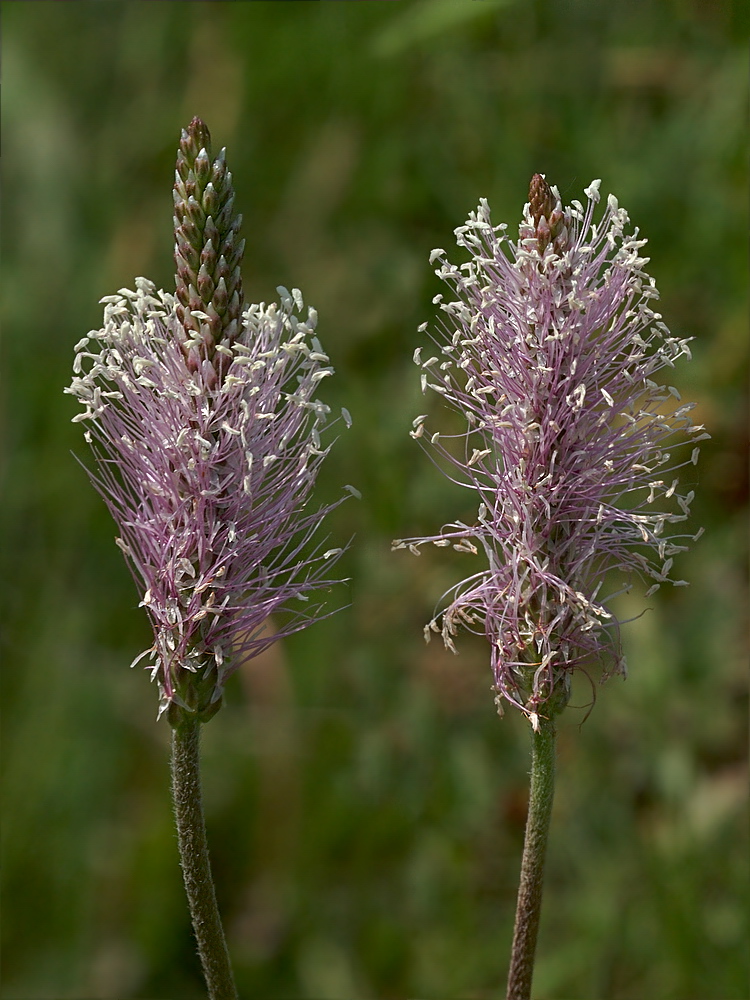 Image of Plantago maxima specimen.