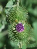 Arctium leiospermum