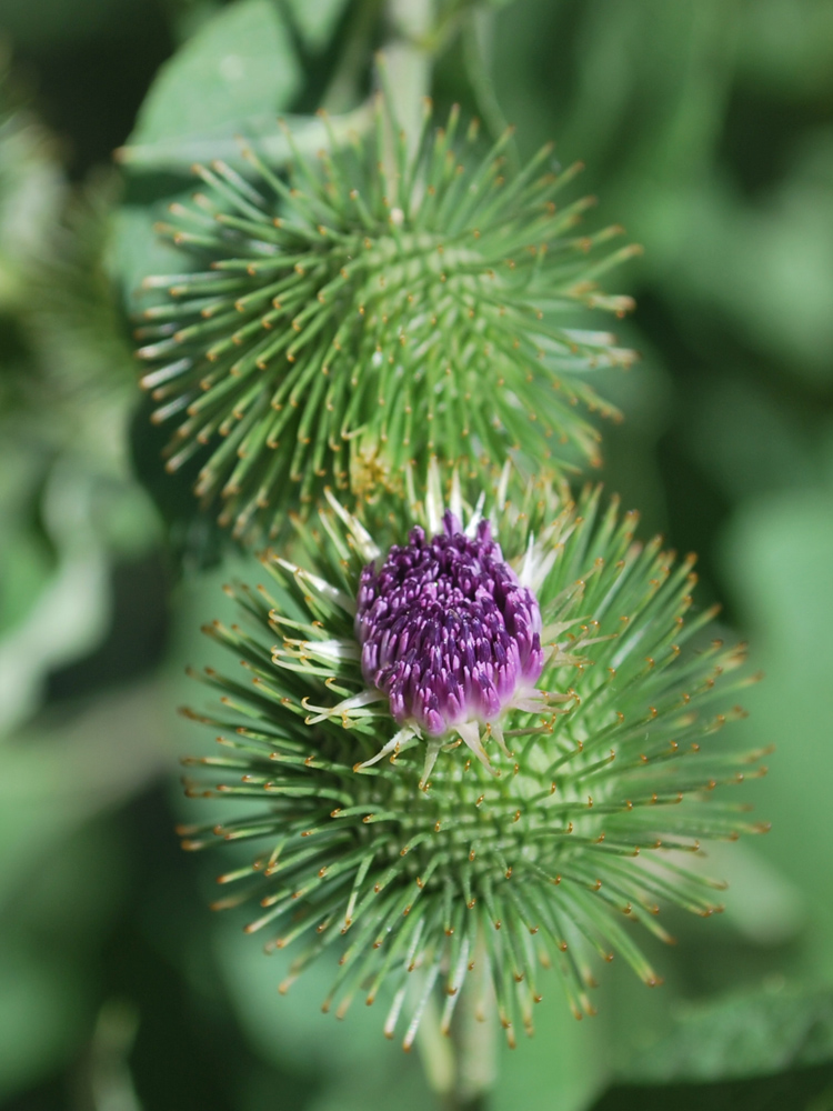 Image of Arctium leiospermum specimen.