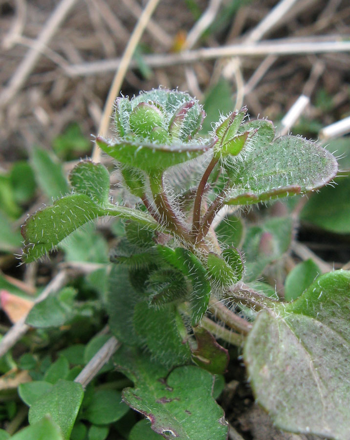 Изображение особи Veronica hederifolia.