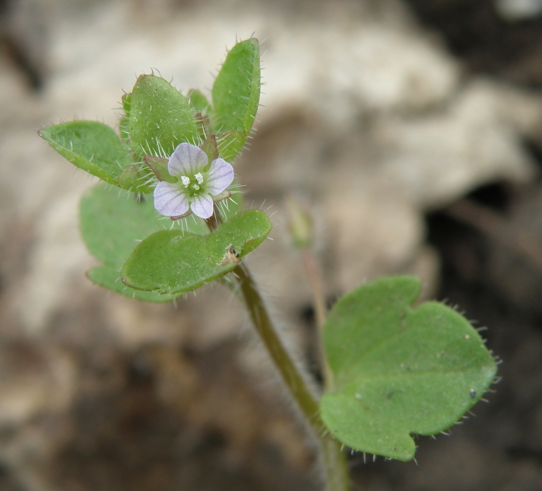 Image of Veronica sublobata specimen.