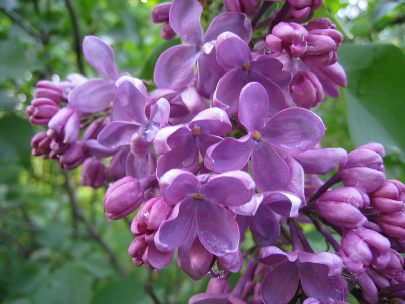 Image of Syringa vulgaris specimen.