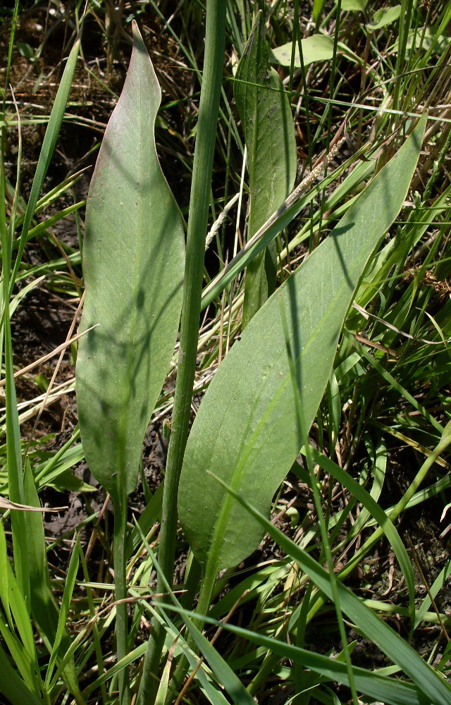 Image of Alisma lanceolatum specimen.