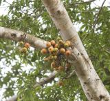 genus Ficus. Часть ветви с соплодиями. Остров Борнео, берег реки Кинабатанган. Февраль 2013 г.