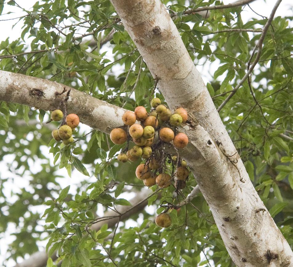 Изображение особи род Ficus.